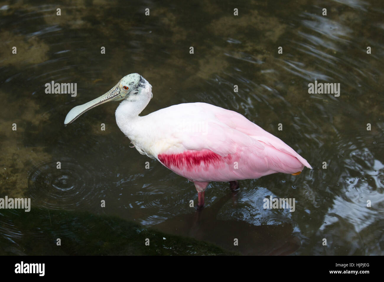 Roseate Spoonbill Stock Photo