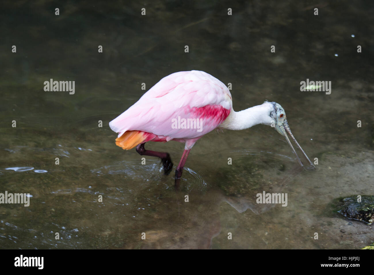 Roseate Spoonbill Stock Photo