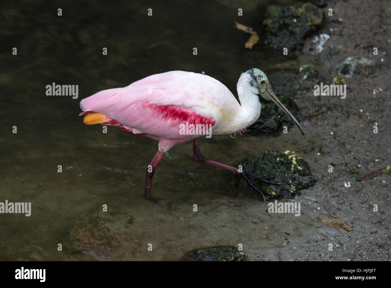 Roseate Spoonbill Stock Photo
