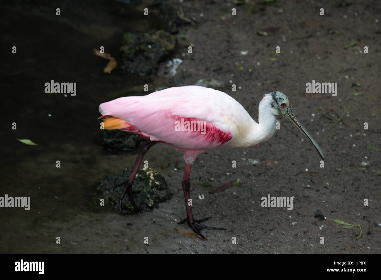 Roseate Spoonbill Stock Photo