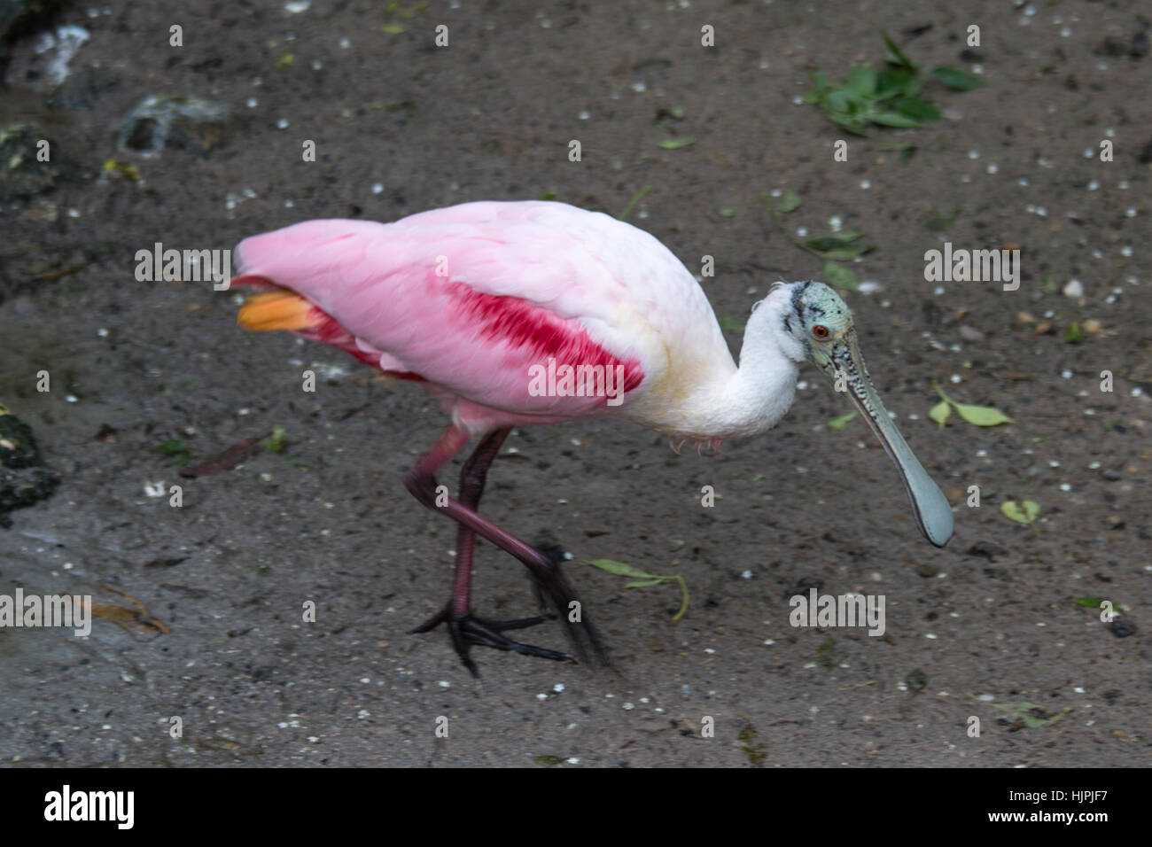 Roseate Spoonbill Stock Photo