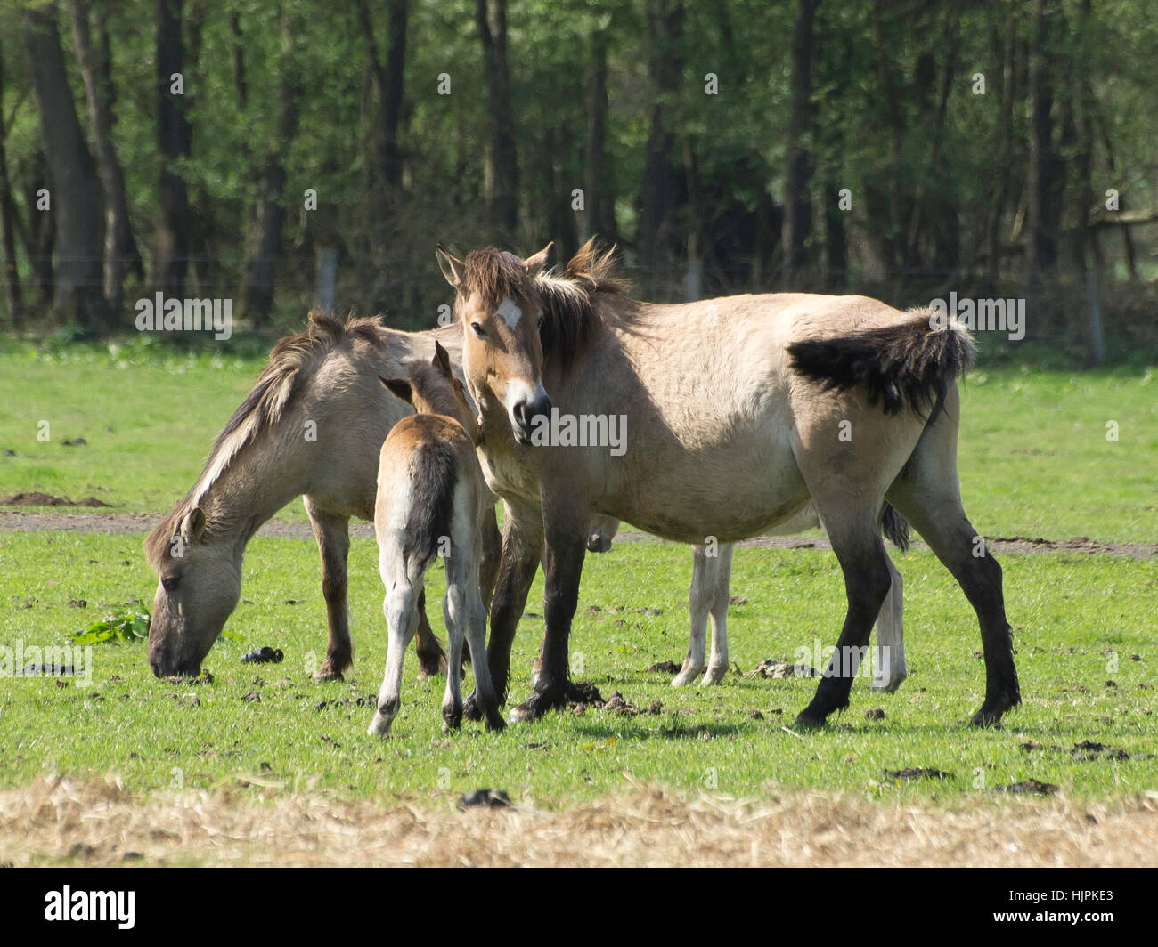 Best Riding Animals ride, horse, animal, wild horse, horseriding, ride, horse, animal ...