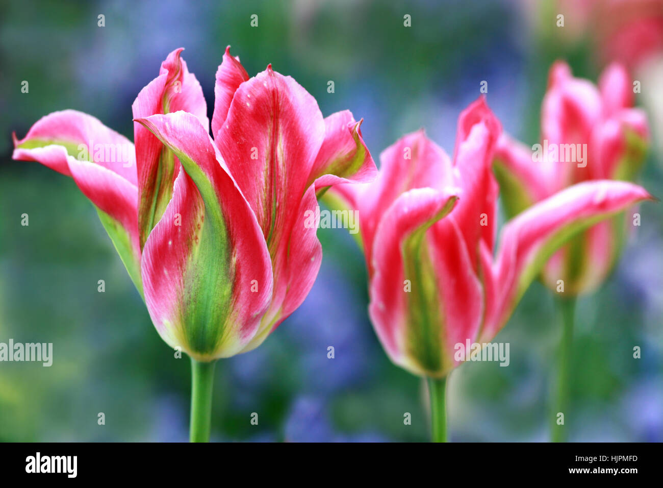 viridiflora tulips in pink and green Stock Photo