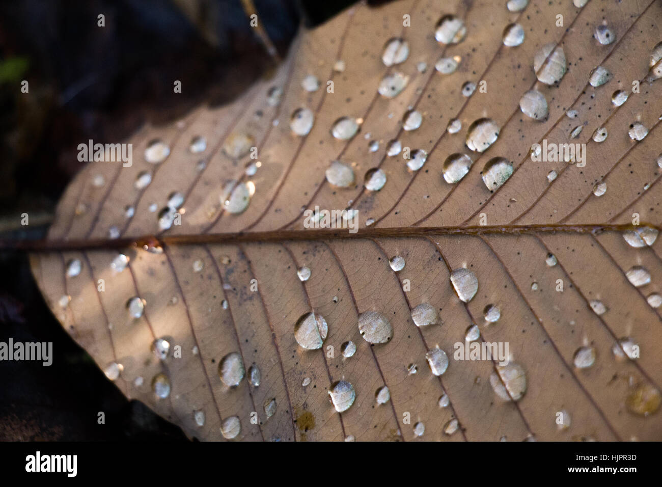 Beautiful dry leaves on as an autumn background Stock Photo - Alamy