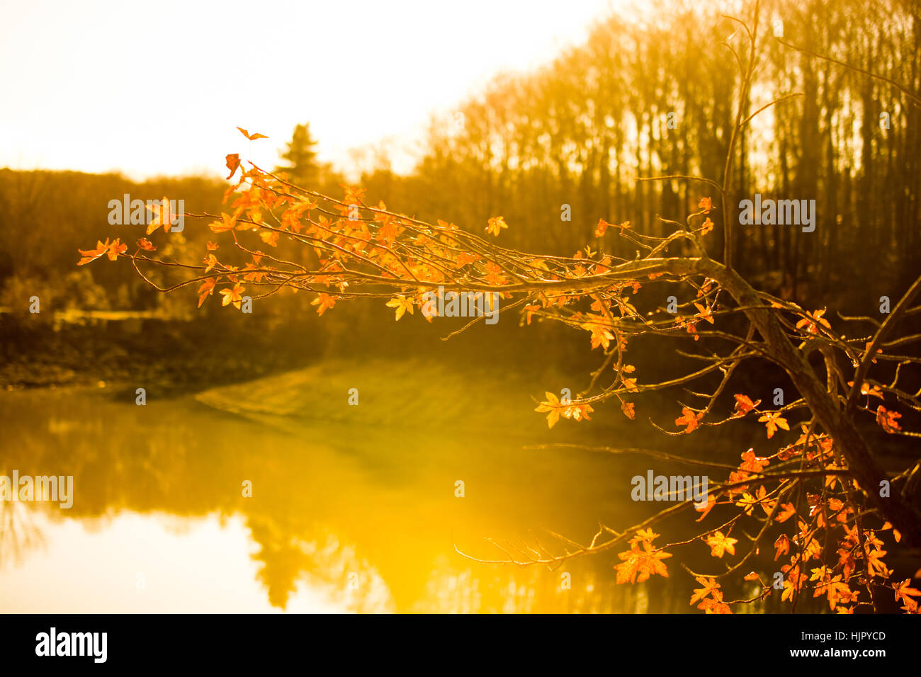 Autumn trees with yellow leaves in the Autumn season Stock Photo - Alamy