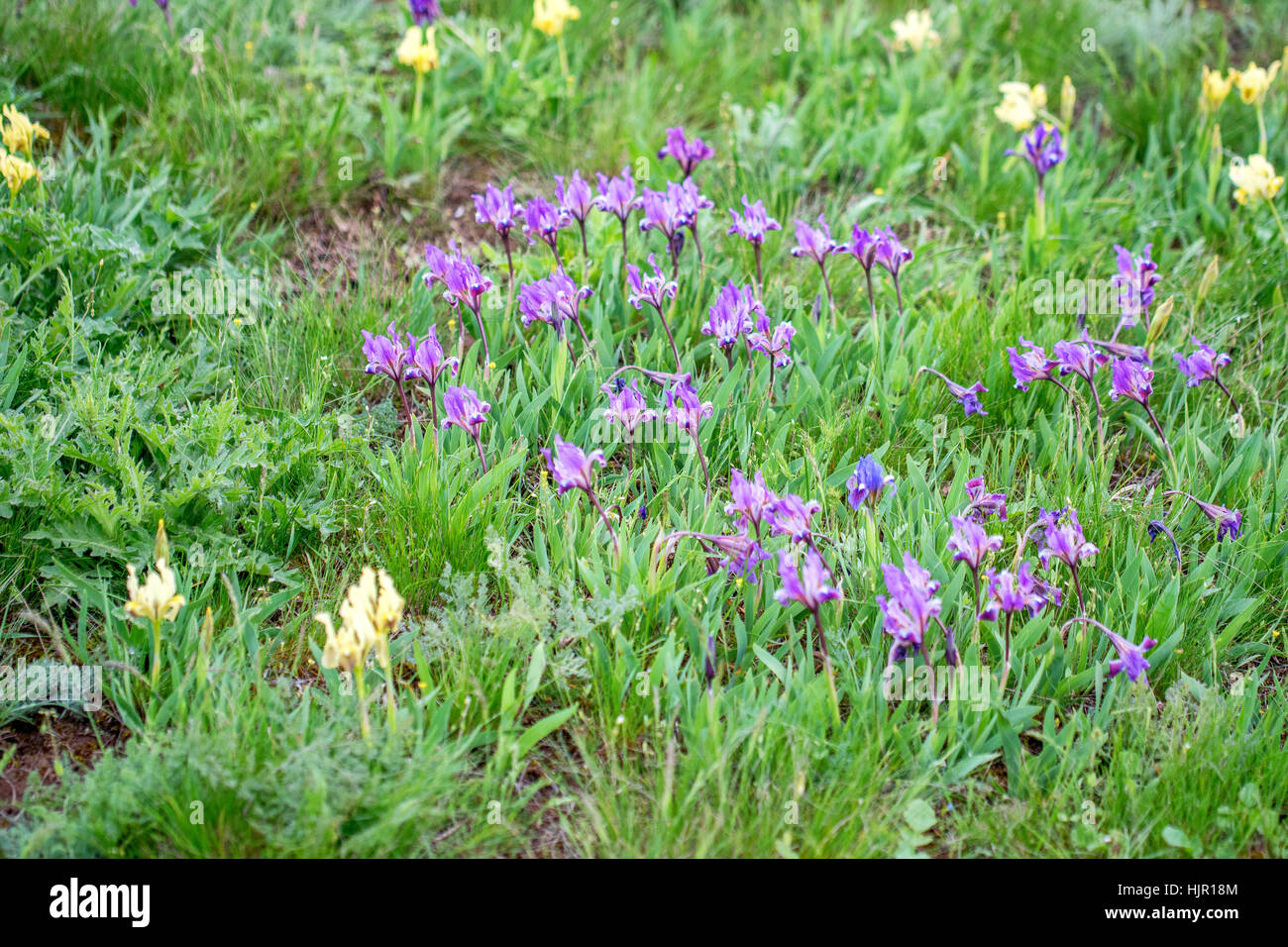 Wildflowers wallpaper hi-res stock photography and images - Alamy