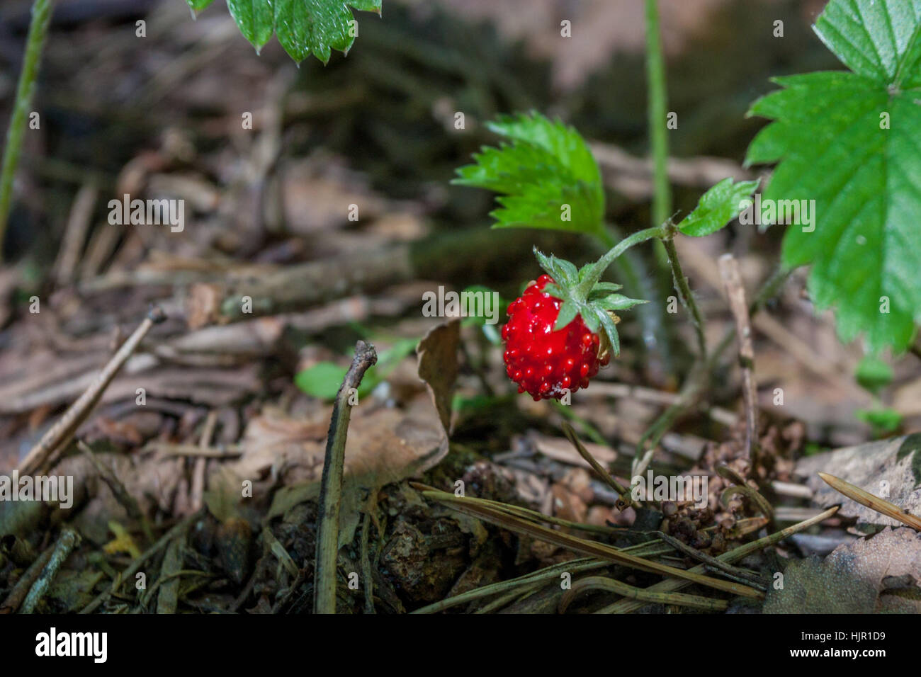 Duchesnea indica or sometimes called Potentilla indica known commonly as mock strawberry, Gurbir, Indian strawberry or false strawberry Stock Photo