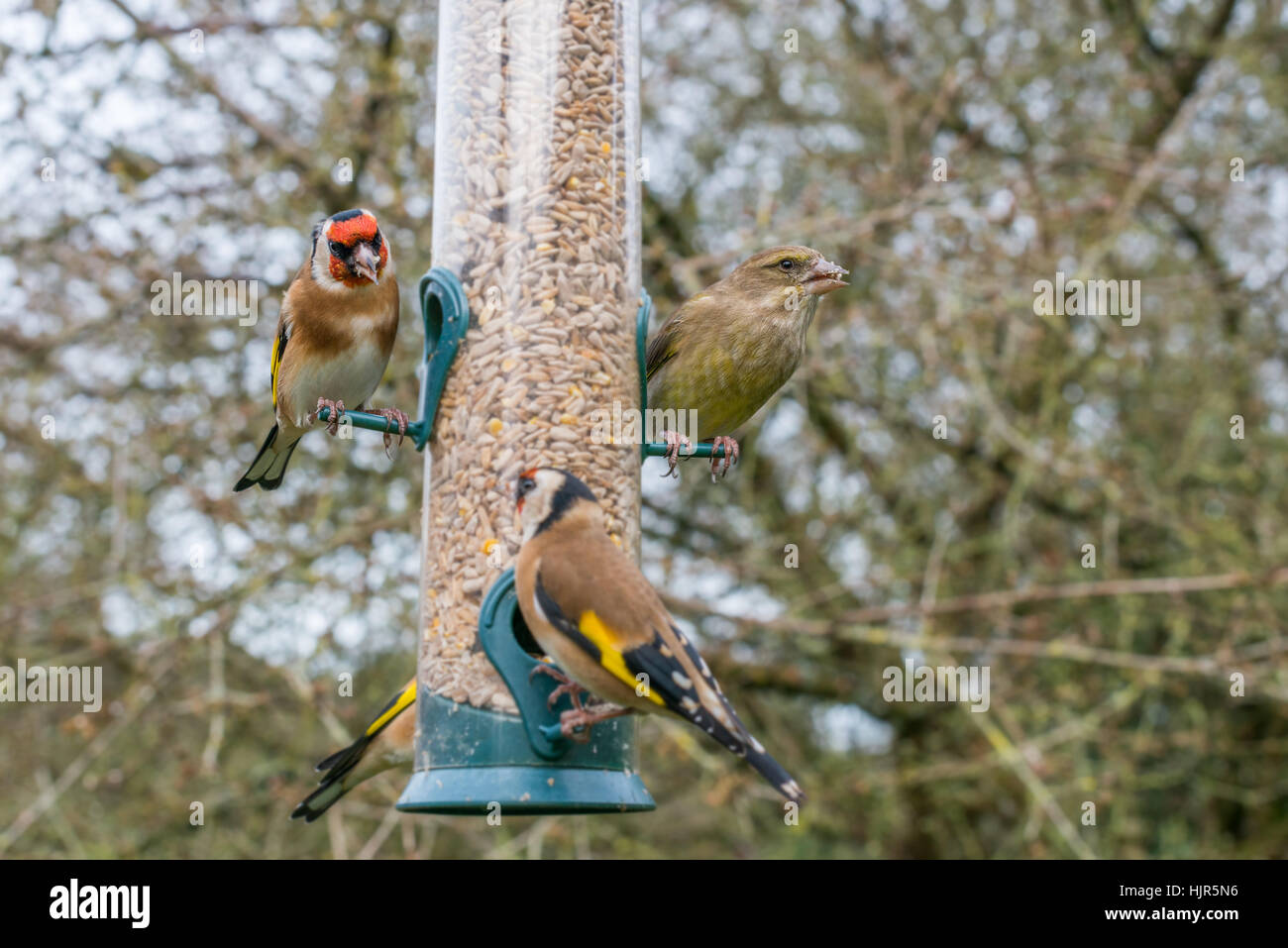 Two species of finch - golfinch (Carduelis carduelis), and greenfinch (Carduelis chloris) on a garden feeder in winter. UK, December Stock Photo