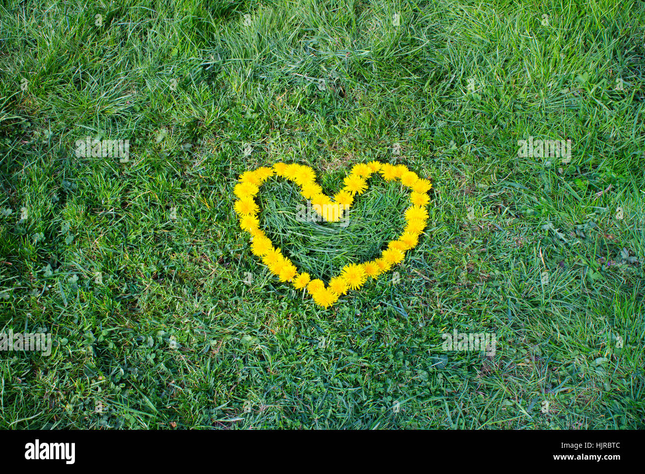 Heart flower made of Dandelion (yellowflowered weed). Flowers on the