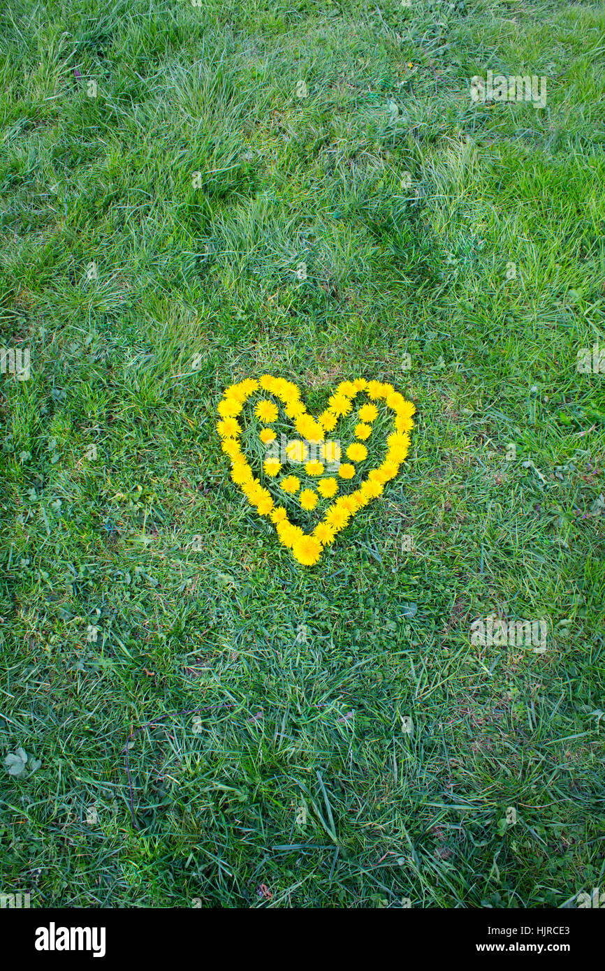 Heart flower made of Dandelion (yellowflowered weed). Flowers on the