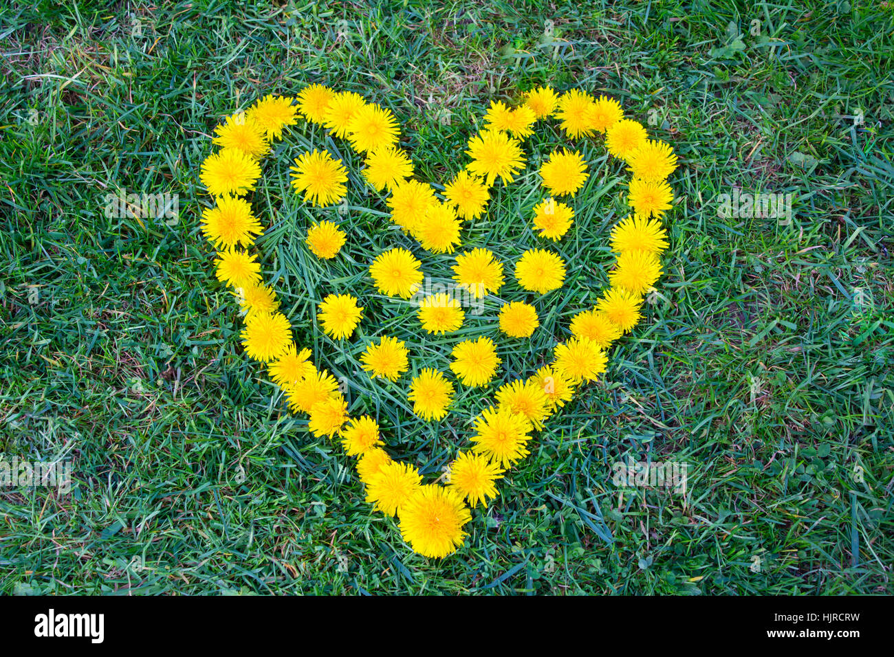 Heart flower made of Dandelion (yellowflowered weed). Flowers on the