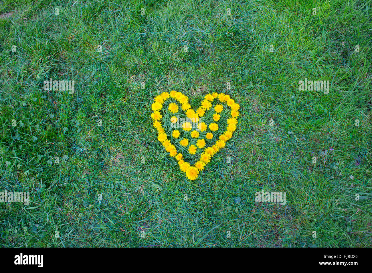 Heart flower made of Dandelion (yellowflowered weed). Flowers on the