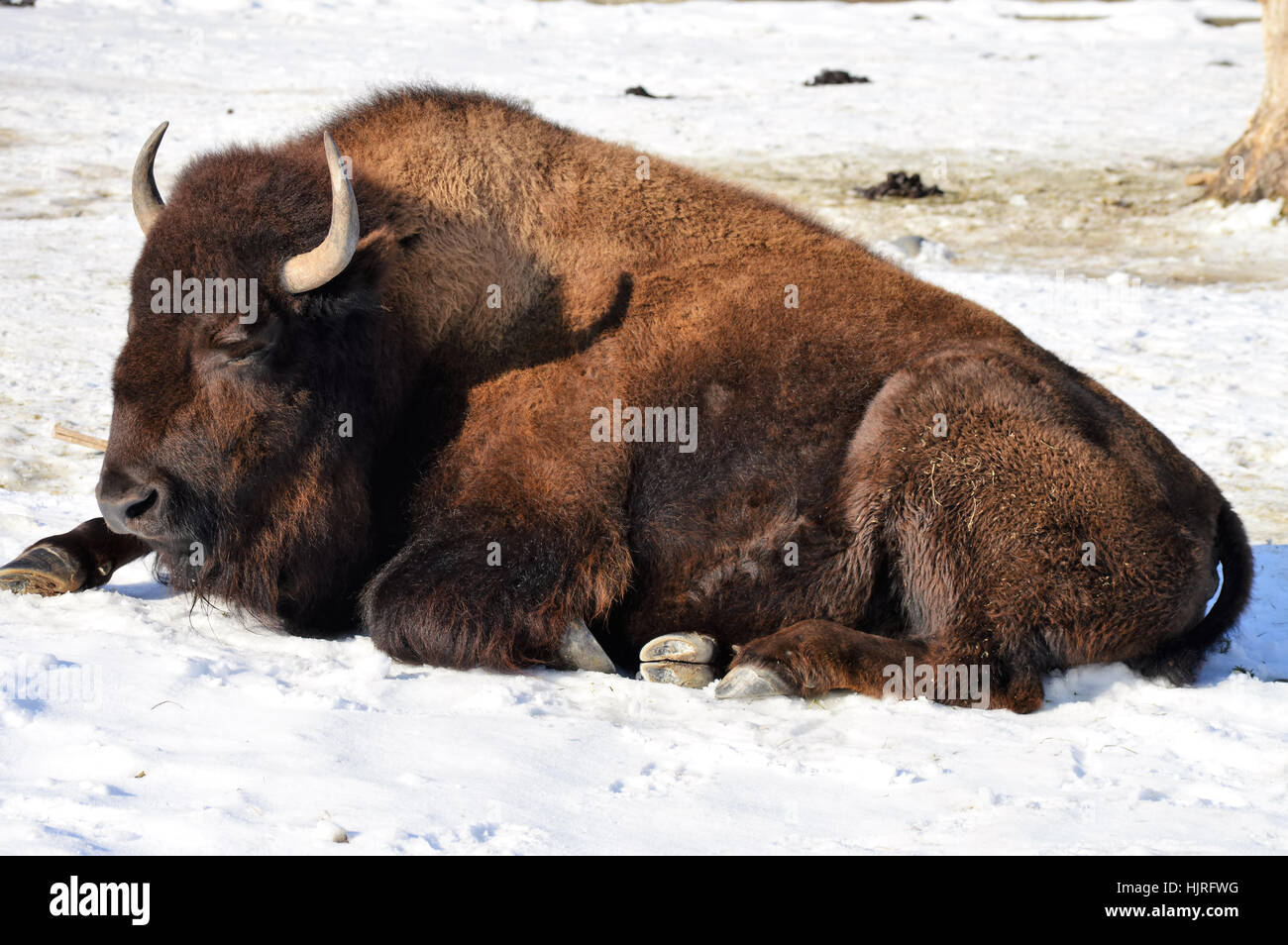 Bison in the Snow Stock Photo - Alamy