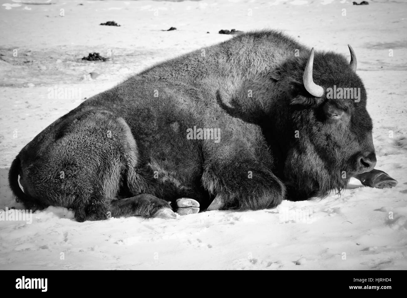 Bison in the Snow Stock Photo - Alamy