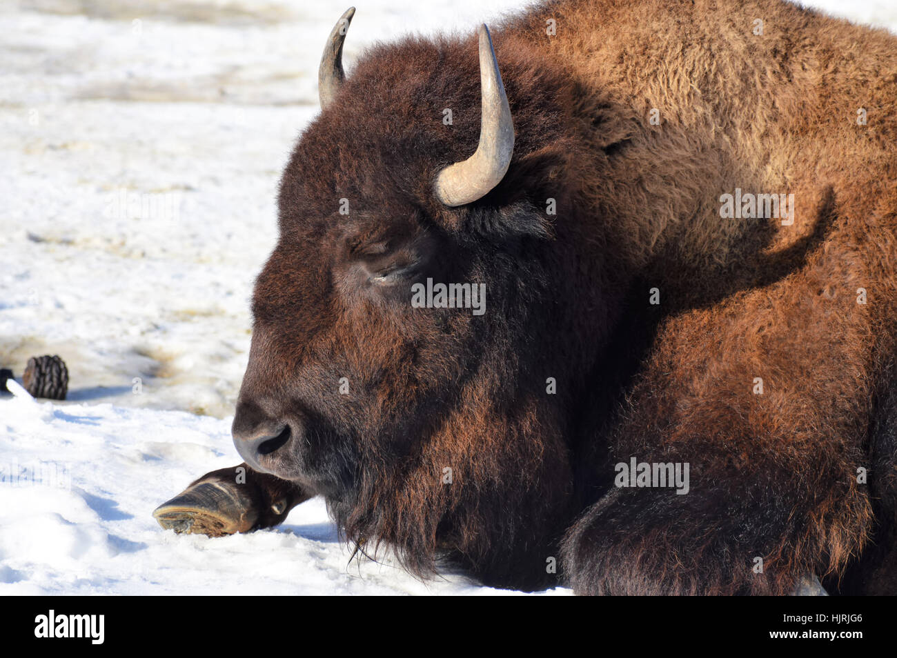 Bison in the Snow Stock Photo - Alamy