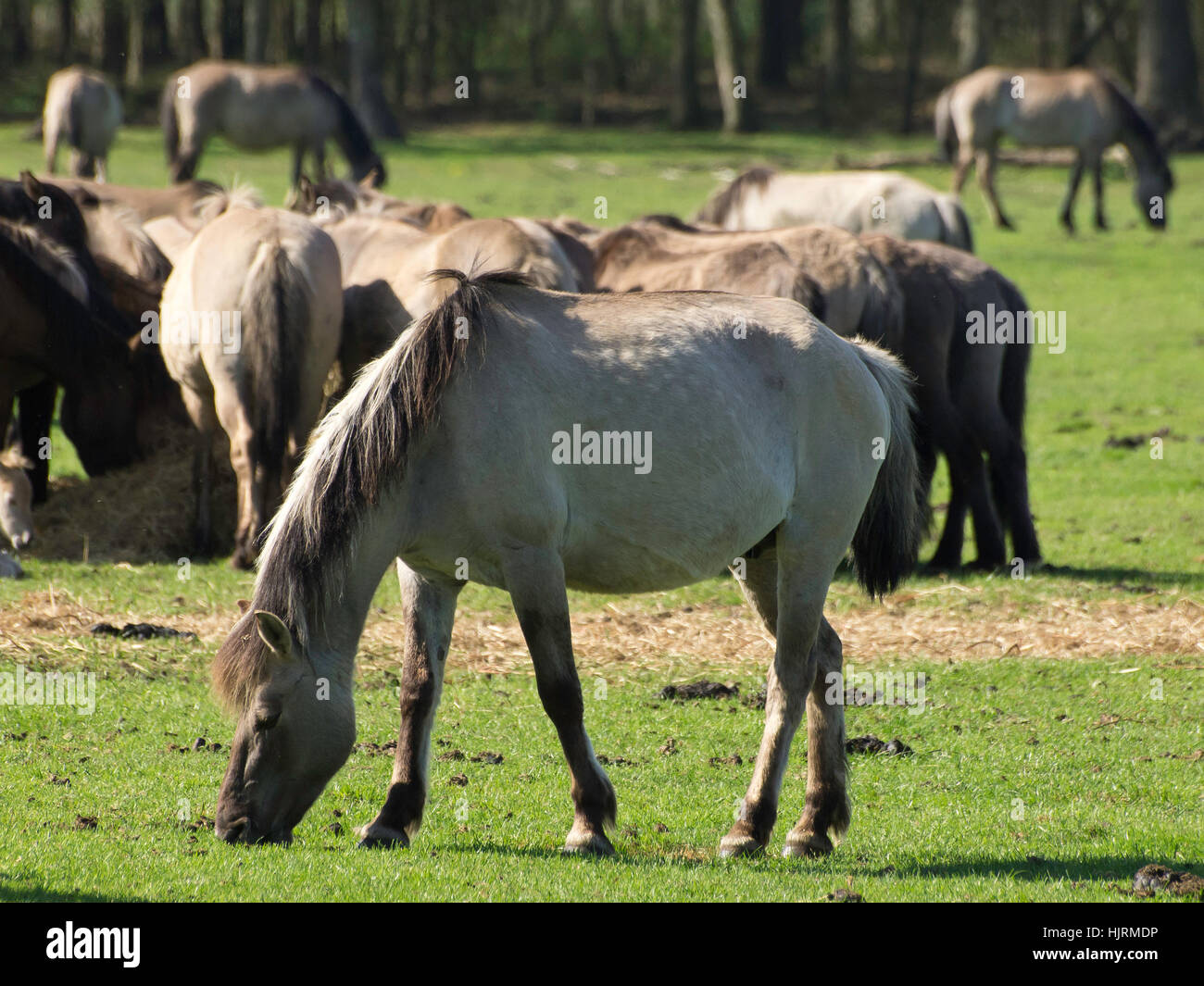 ride, horse, animal, foal, horseriding, tree, trees, ride, horse ...