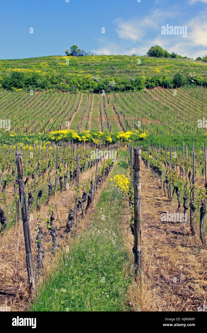 vineyard, vines, alsace, hill, vineyard, vines, france, alsace