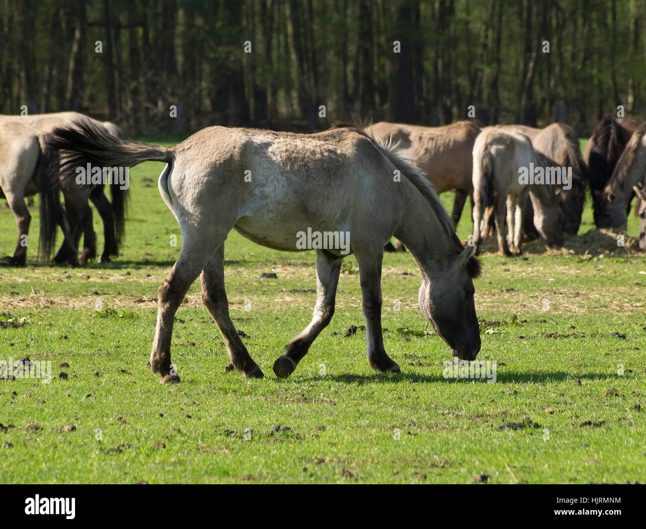 ride, horse, animal, foal, horseriding, tree, trees, ride, horse ...