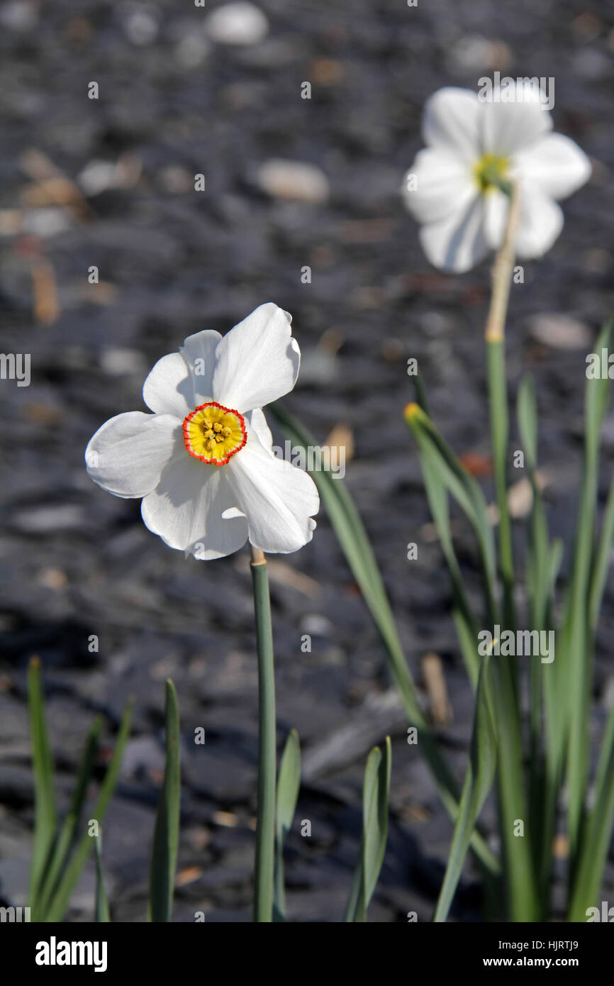 daffodils Stock Photo
