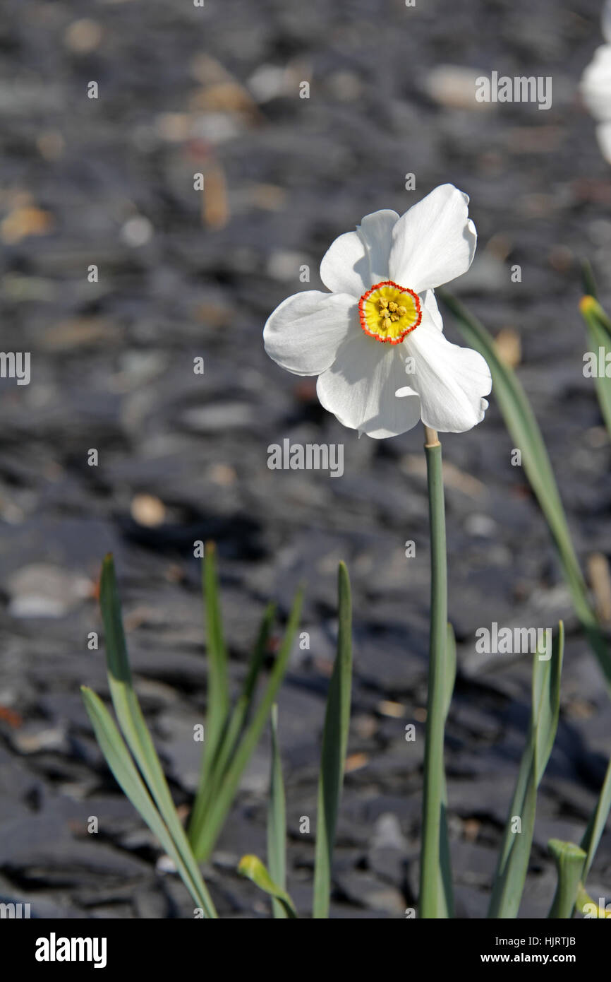 flower, plant, blossoms, bleed, daffodils, yellow, flower, plant, bloom, Stock Photo