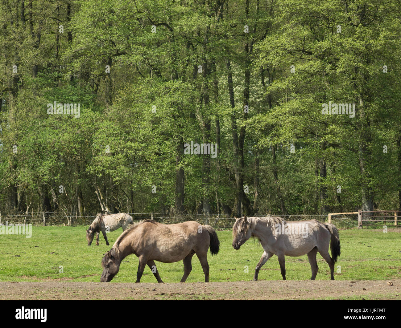 ride, horse, animal, foal, horseriding, tree, trees, ride, horse ...