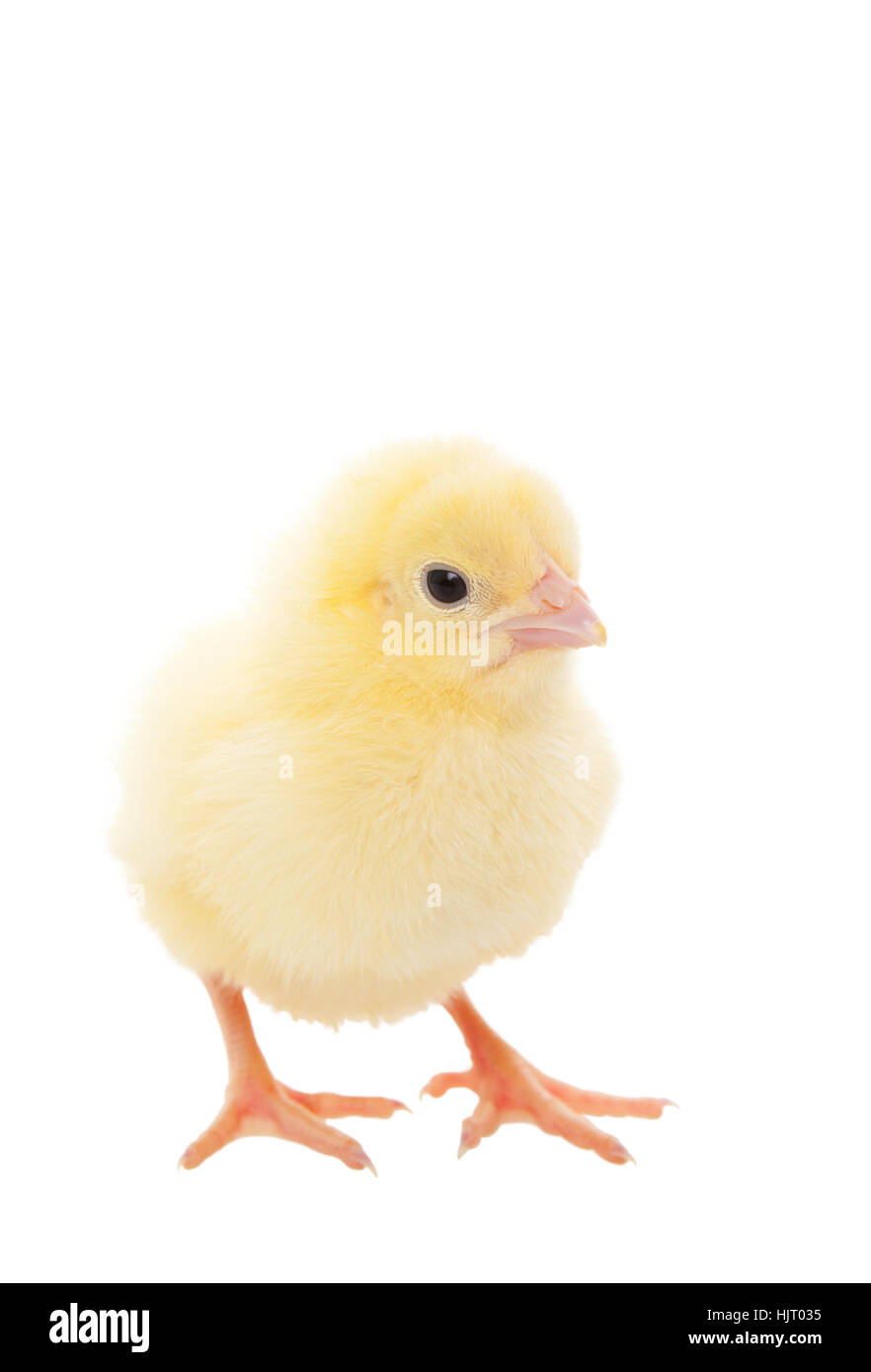 A newborn baby chick on white background Stock Photo - Alamy