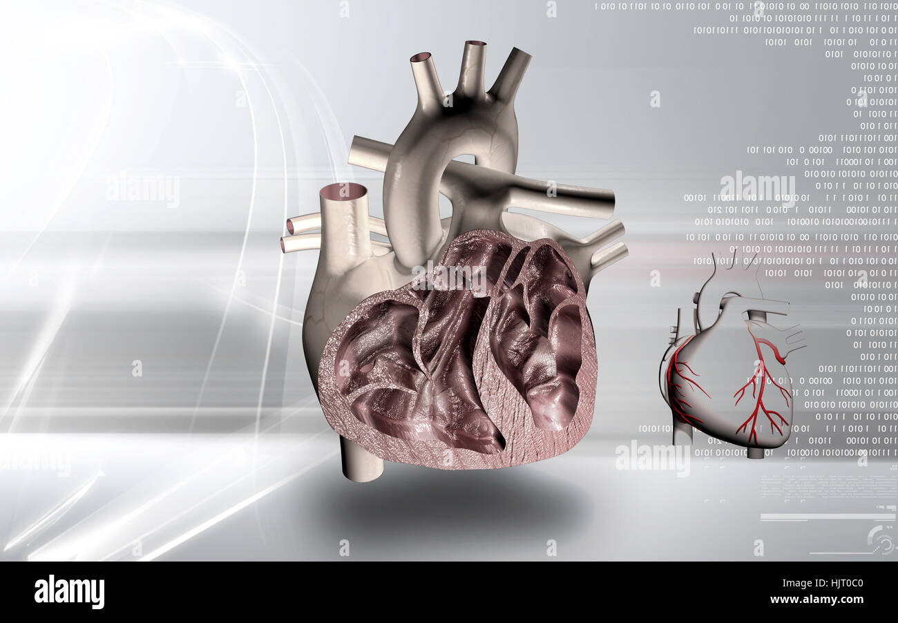 Circulation Graphics education, health, medicinally, medical, circulation, graphics, colour ...