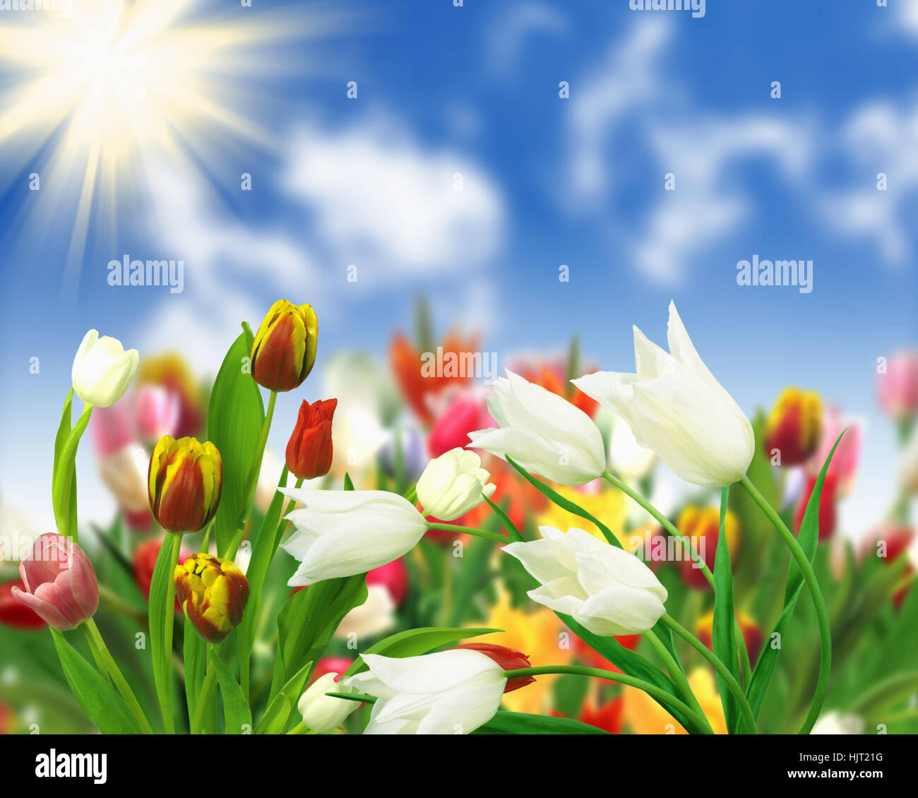 picture of tulip fields and blue sky Stock Photo - Alamy