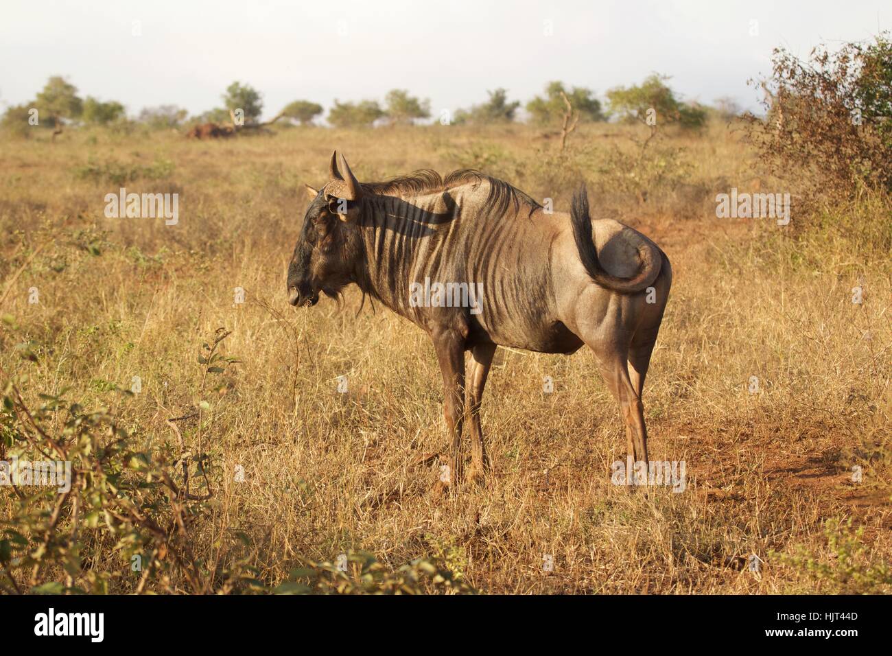 Blue Wildebeest flicking its tail to deter flies Stock Photo