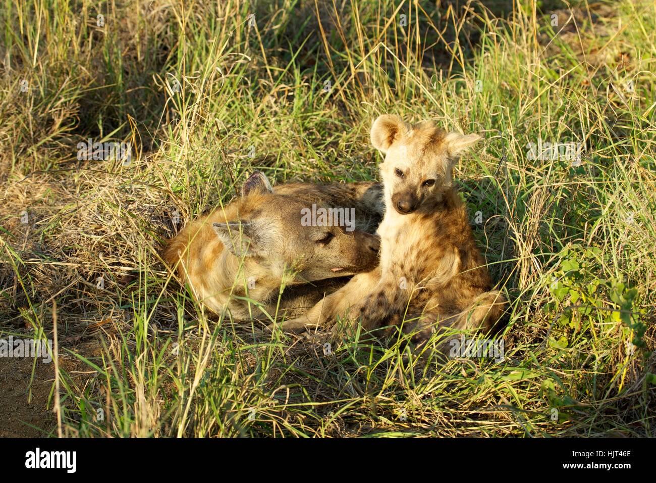 Female Spotted Hyena licking her cub Stock Photo