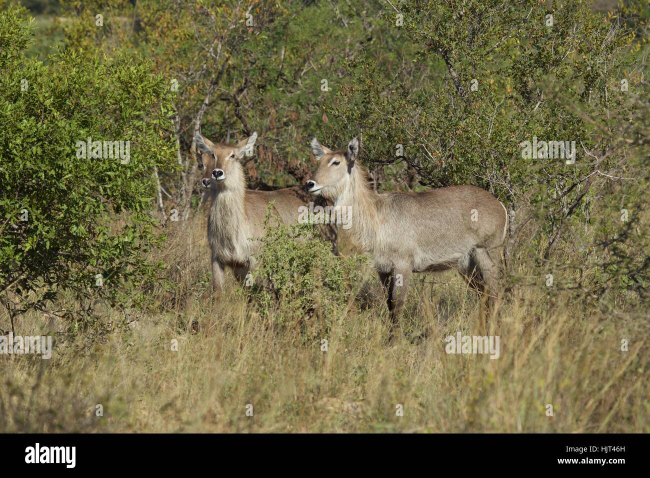 Female Waterbuck standing and staring Stock Photo