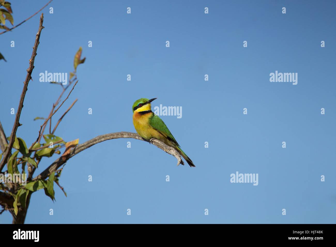 Little Bee-eater on branch, against blue sky Stock Photo