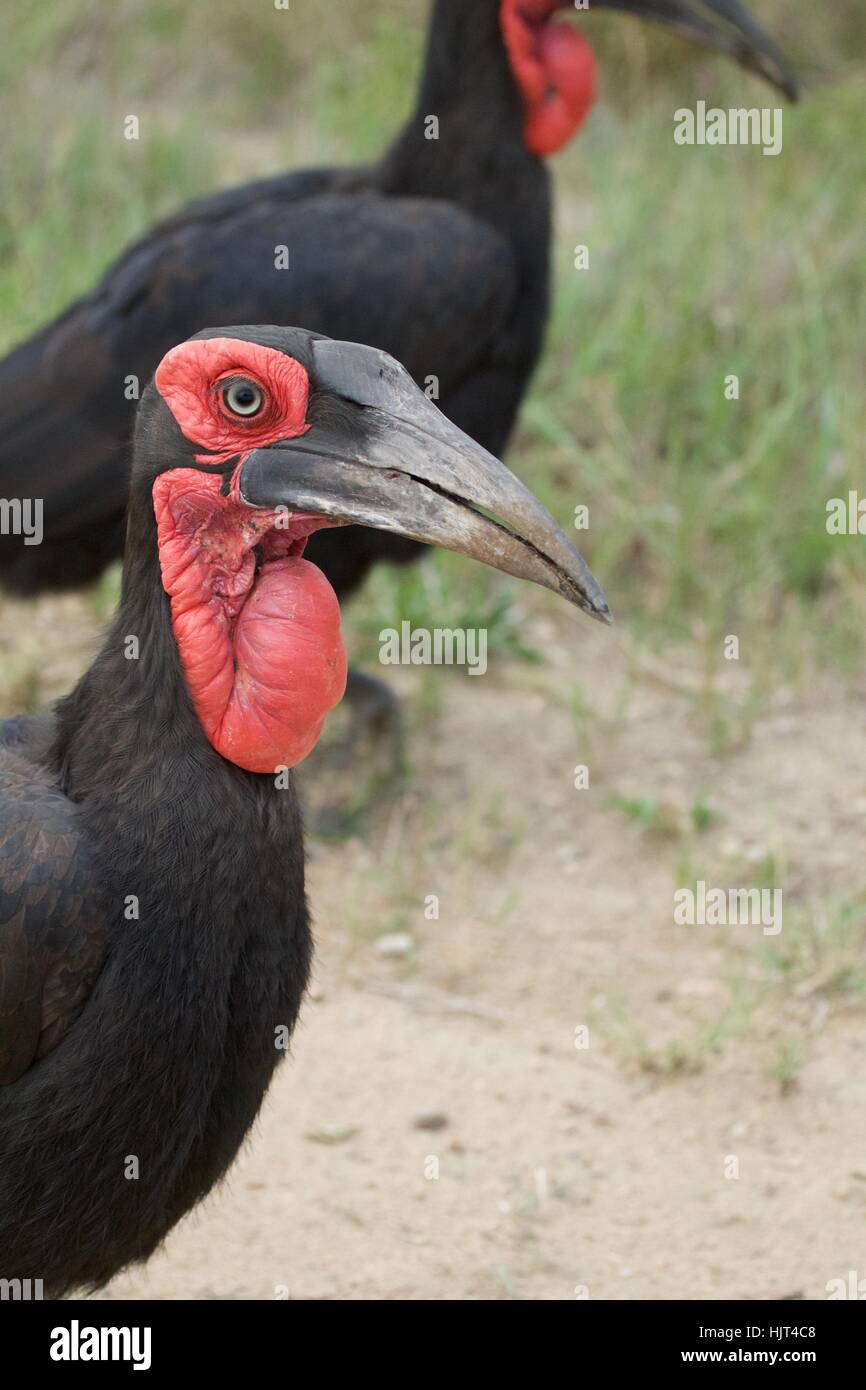 Close-up of Southern Ground Hornbill Stock Photo