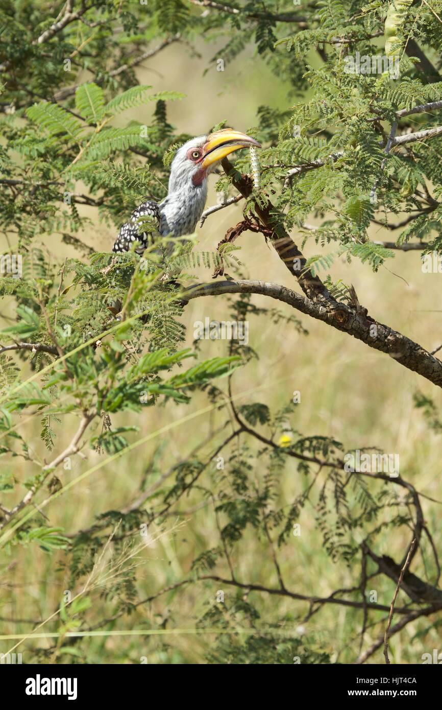 Southern Yellow-billed Hornbill with large caterpillar in its bill Stock Photo