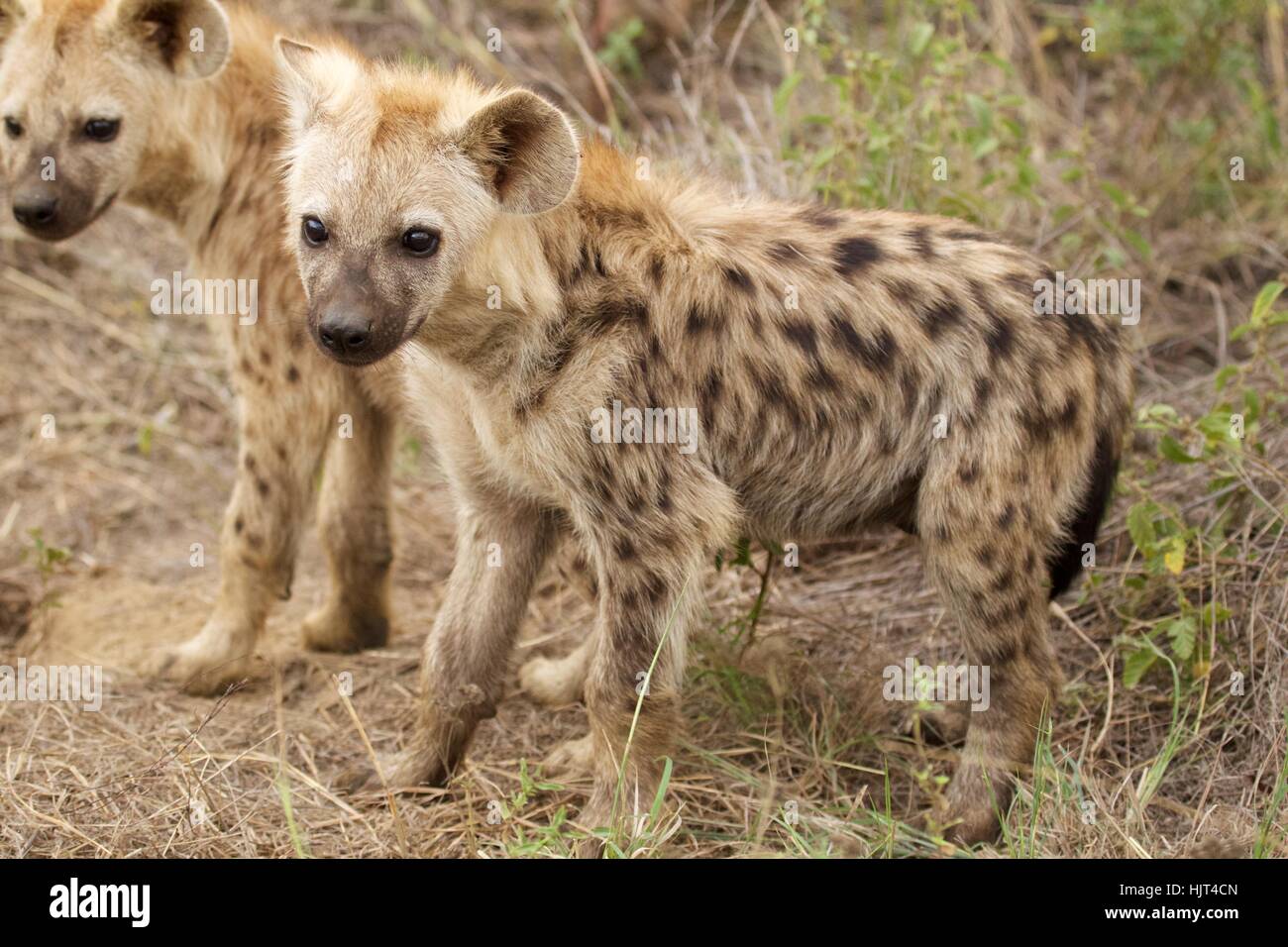 Spotted Hyena cubs close to their den Stock Photo