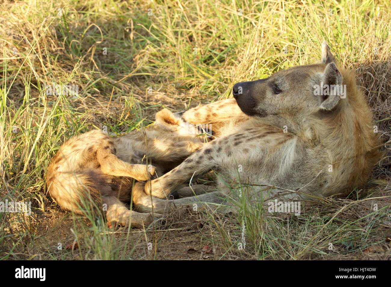 A female Spotted Hyena nursing her cub Stock Photo