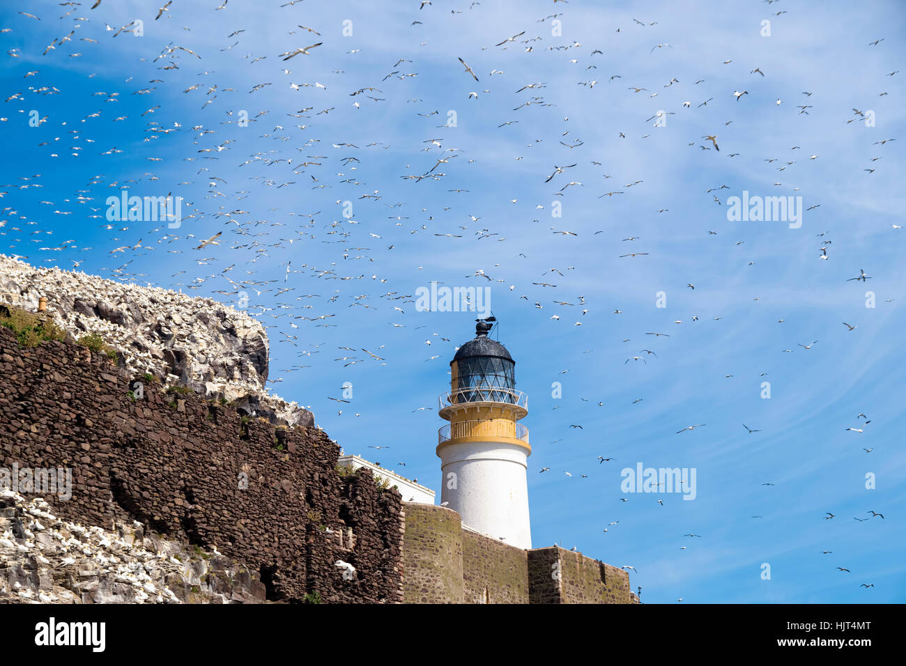 UK, Scotland, East Lothian, lighthouse on Bass Rock and a colony of Northern Gannets Stock Photo
