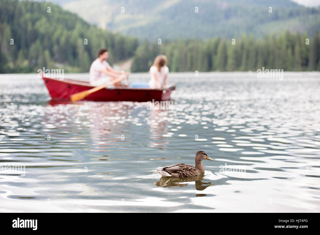 Bird on rowing boat hi-res stock photography and images - Alamy