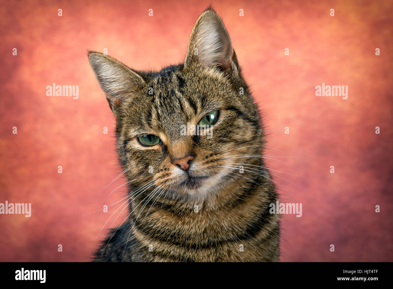 Portrait of tabby cat in front of reddish background Stock Photo
