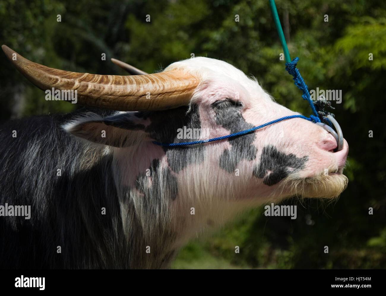 animal, mammal, indonesia, mud, cow, cattle, horns, globe, planet, earth  Stock Photo - Alamy