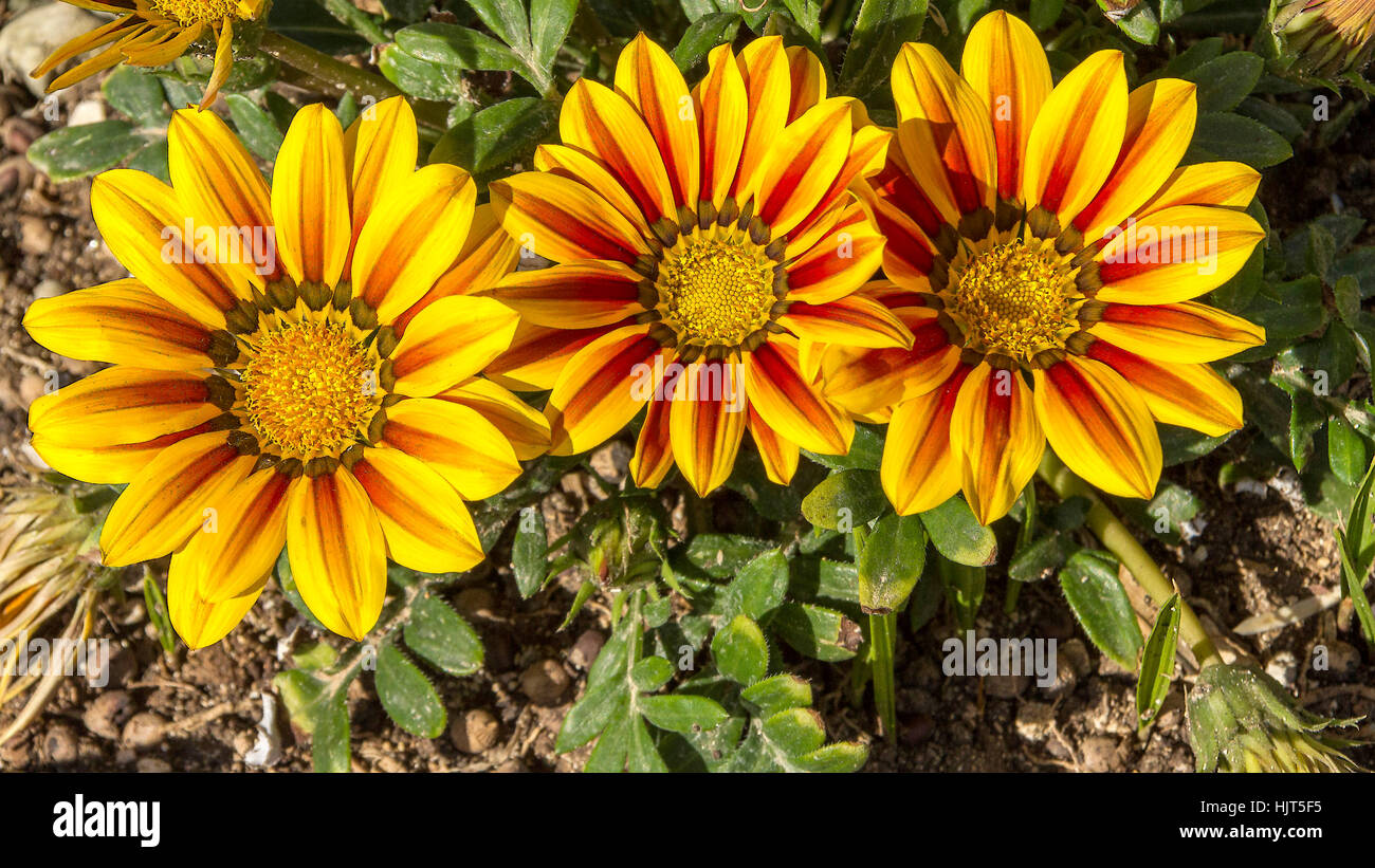 Gazania Flowers Paphos Cyprus Stock Photo Alamy
