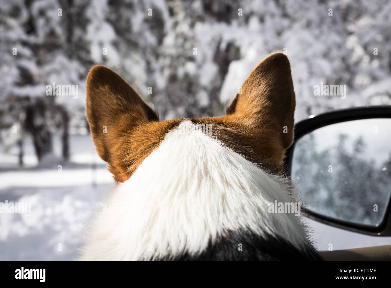 Welsh corgi looking out the window of a car at fresh snow Stock Photo