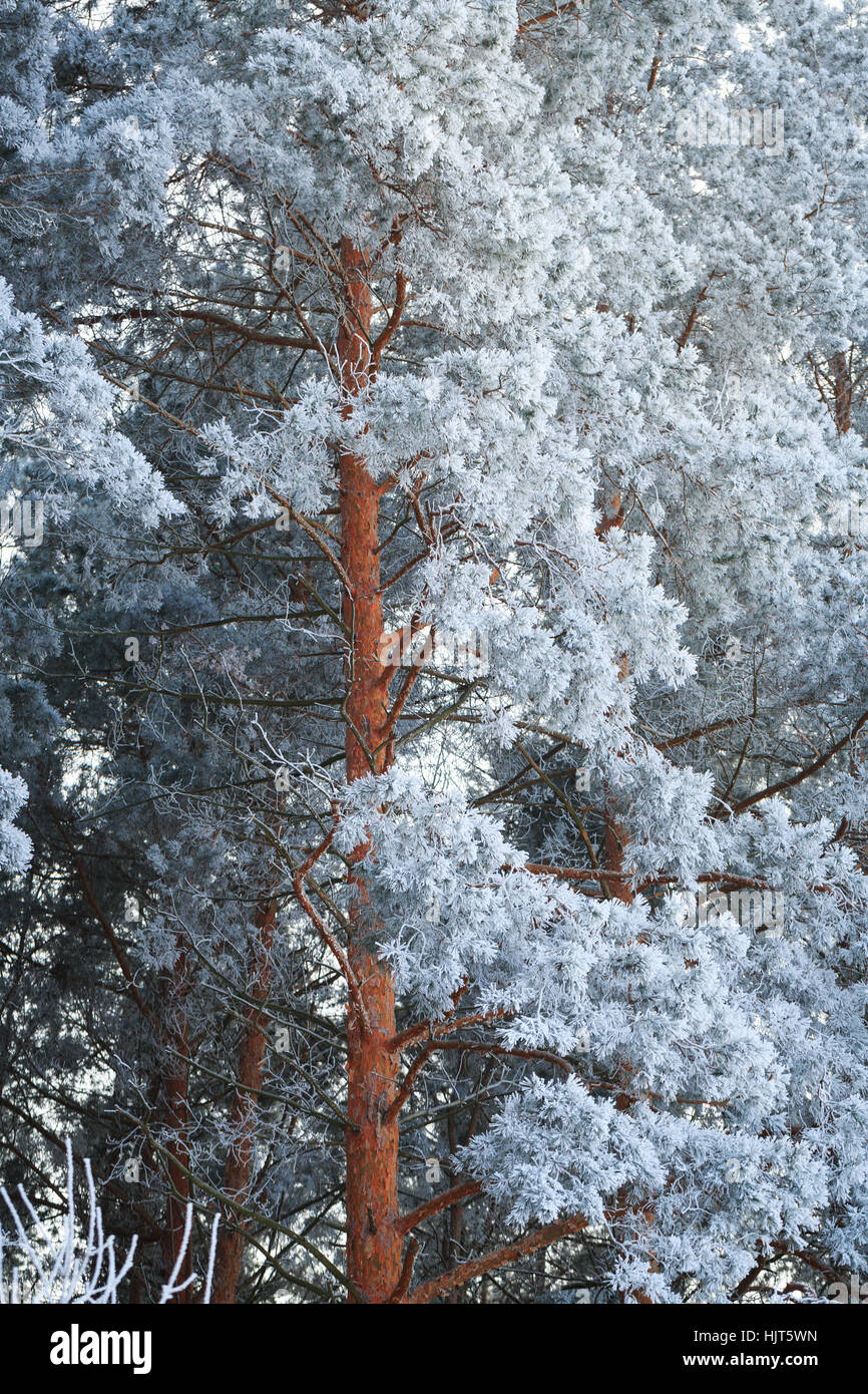 Winter snow covered pine trees on blue sky background Stock Photo - Alamy