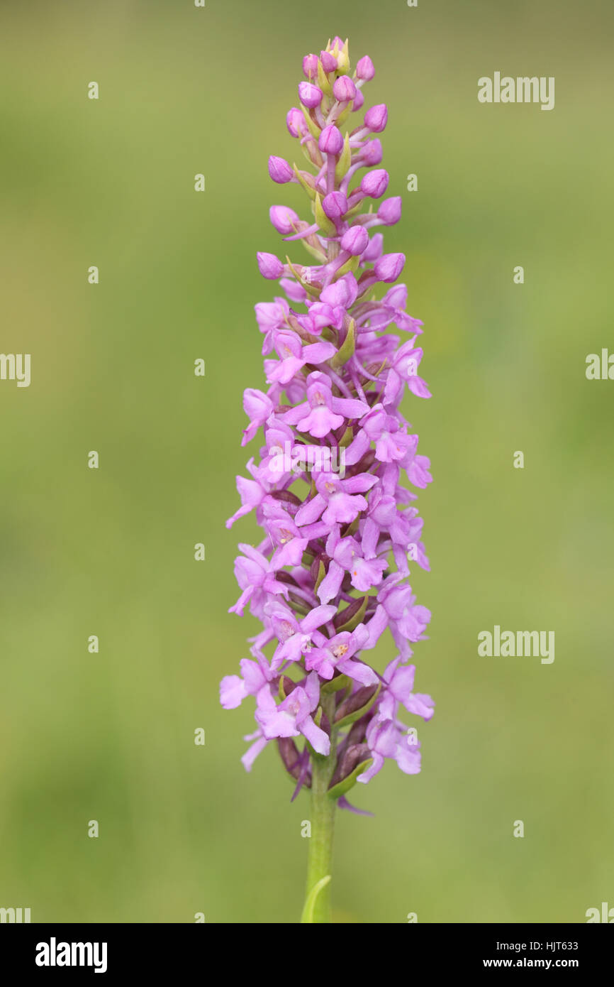 Marsh Fragrant Orchid (Gymnadenia densiflora), a pink orchid flowering - unusually - in a chalk quarry in Durham Stock Photo