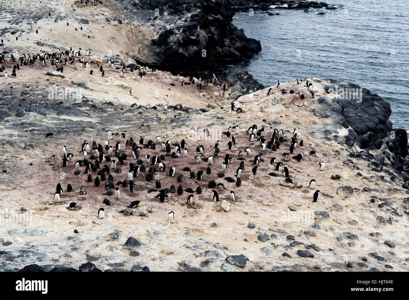 The southern-most Adelie Penguin colony on earth on a cliff above the ocean. Stock Photo