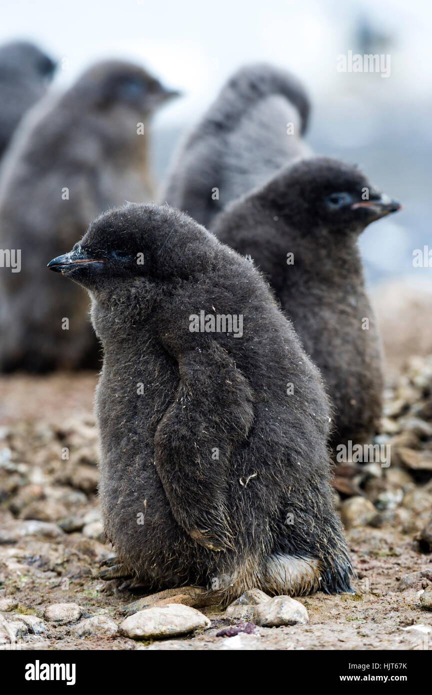 A pair of fluffy Adelie Penguin chicks with thick down in a creche. Stock Photo