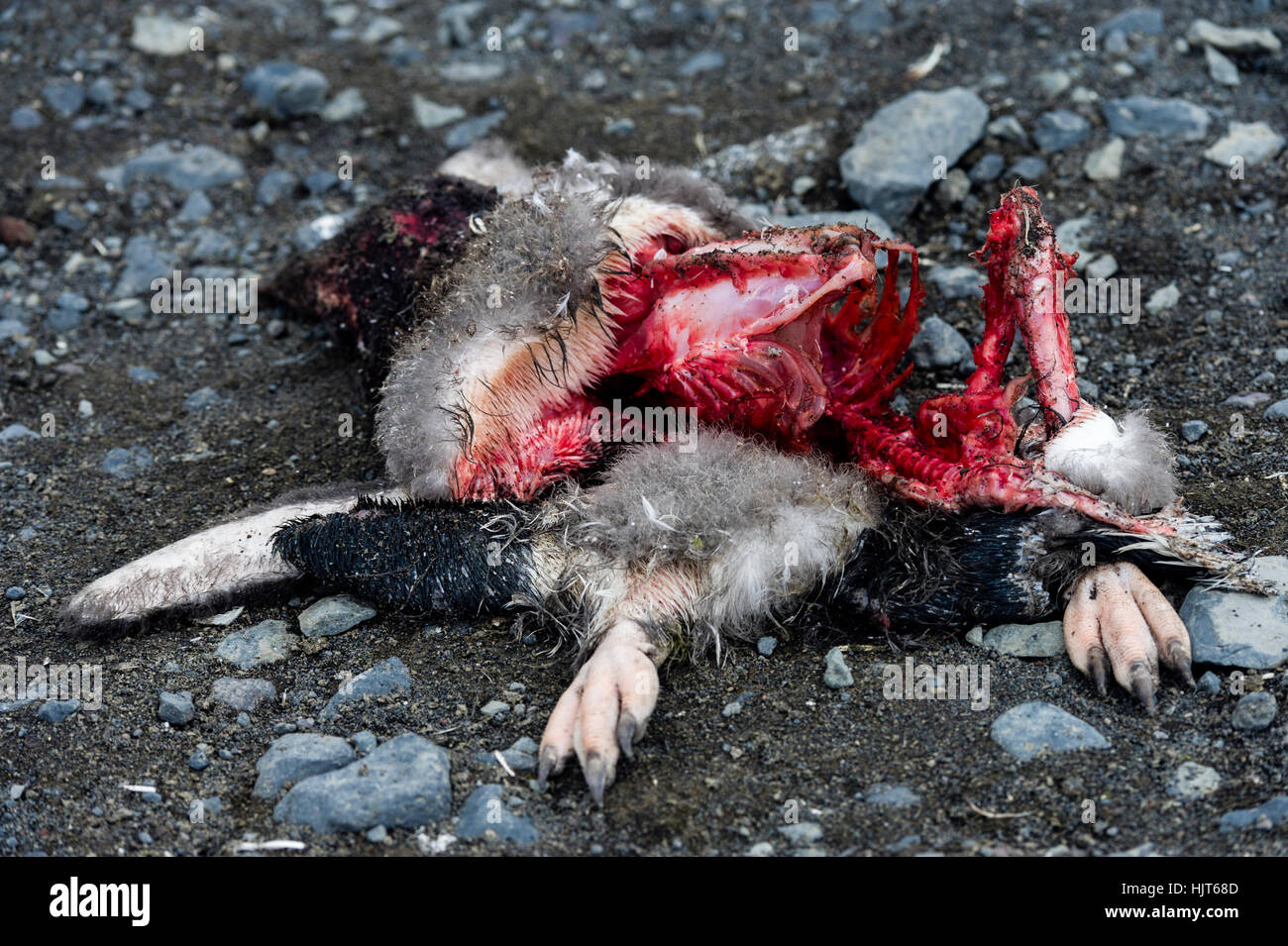 The remains of a dead Adelie Penguin after South Polar Skua have been feeding on the carcass. Stock Photo