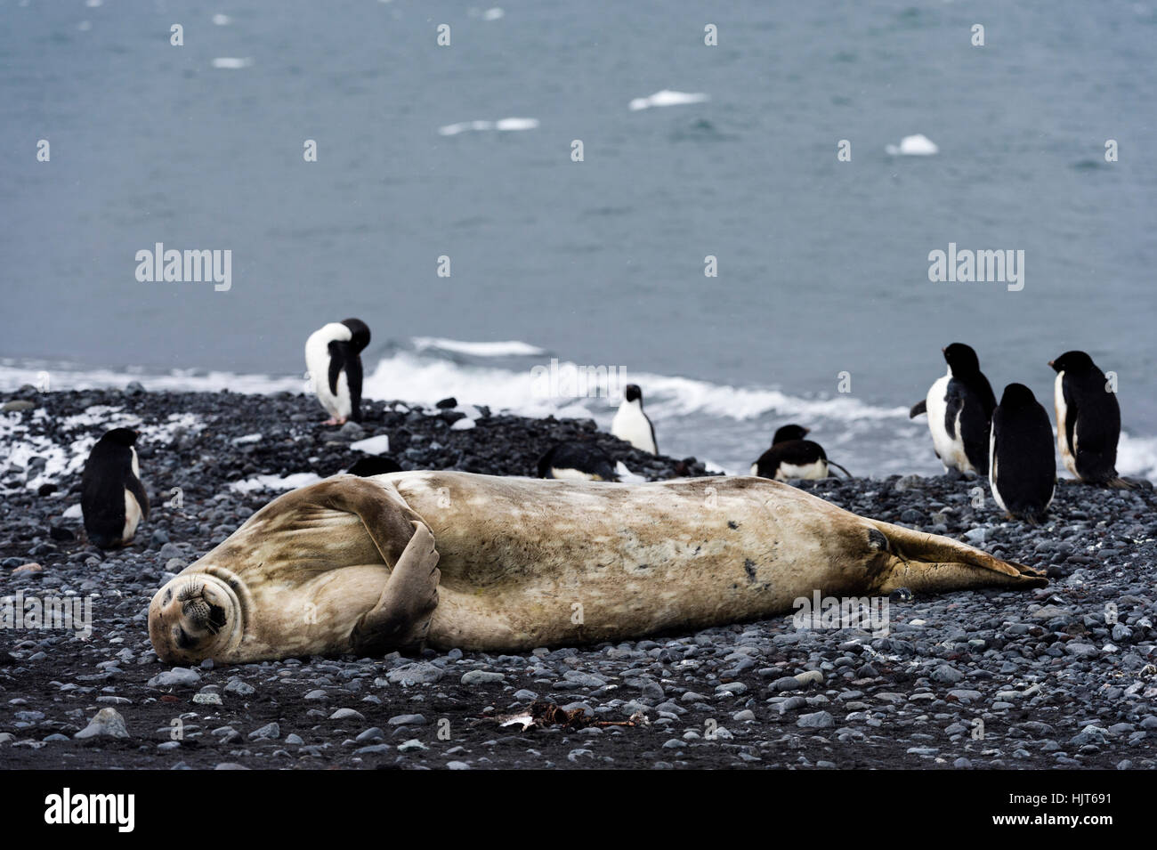A Weddell Seal sleeping on a black volcanic beach in Antarctica. Stock Photo