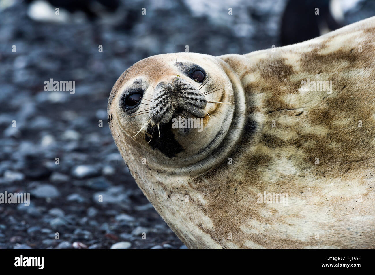 The smiling face of a Weddell Seal resting on a beach in Antarctica. Stock Photo