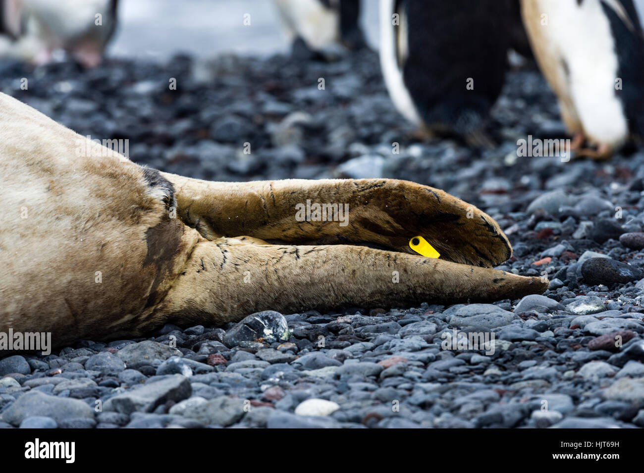 A research tag on the flipper of a Weddell Seal in Antarctica. Stock Photo